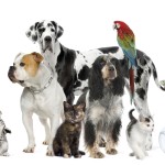 Pets: dogs, cats, birds, fish, bunnies