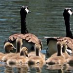 Goose family