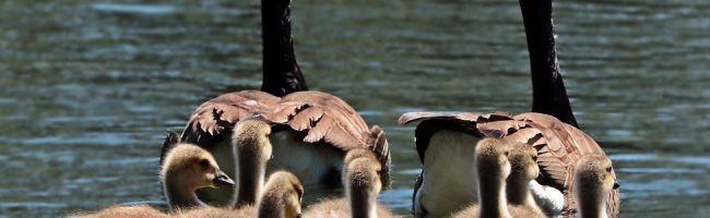 Goose family