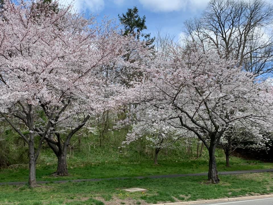 Is Belleville really the 'Cherry Blossom Capital?